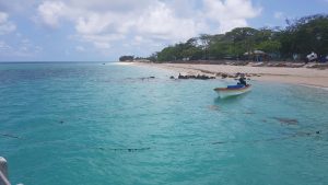 Coconut Coastline