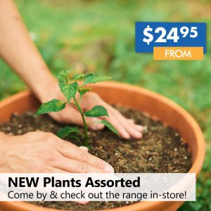 NEW PLANTS available & now in-store! (prices from)