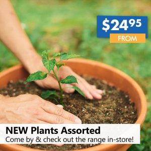 NEW Plants Assorted (from)